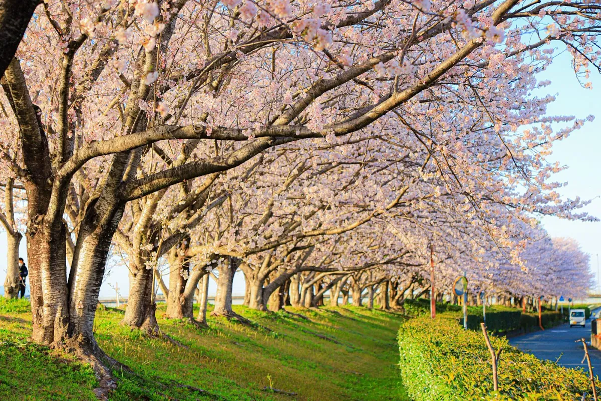中村川桜づつみ公園
