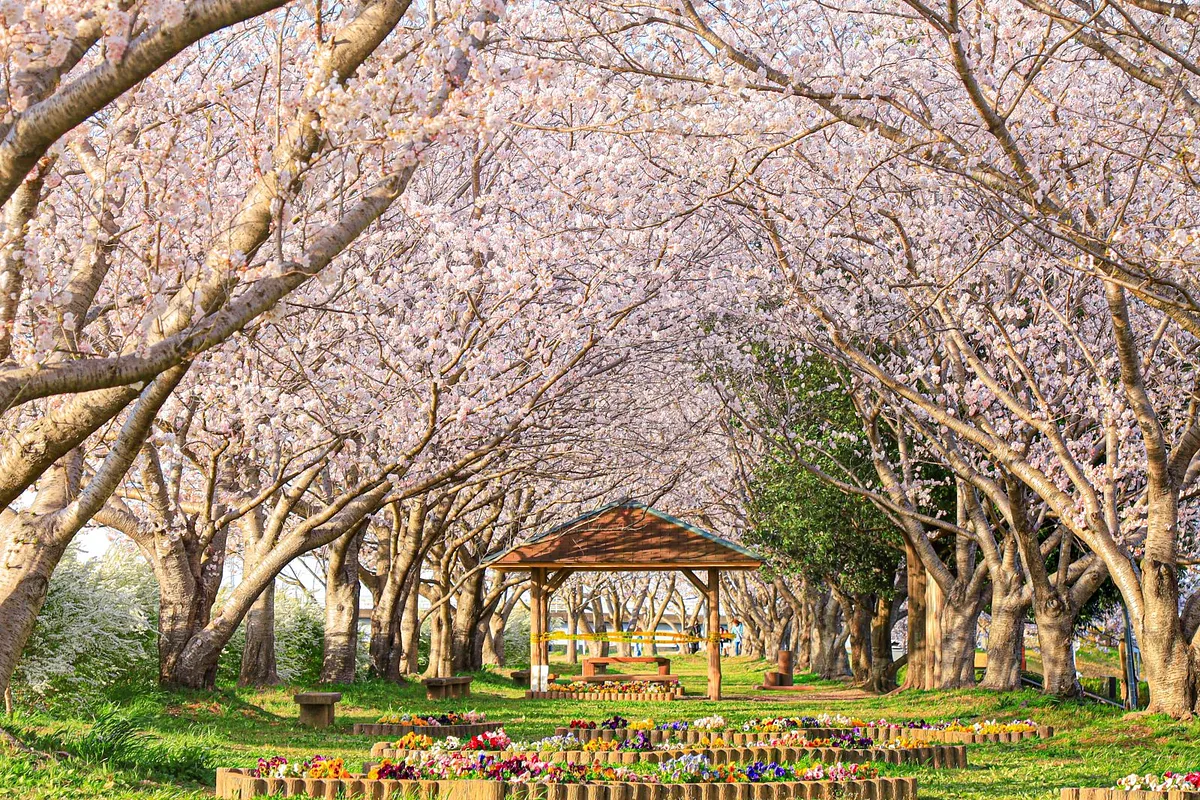 中村川桜づつみ公園