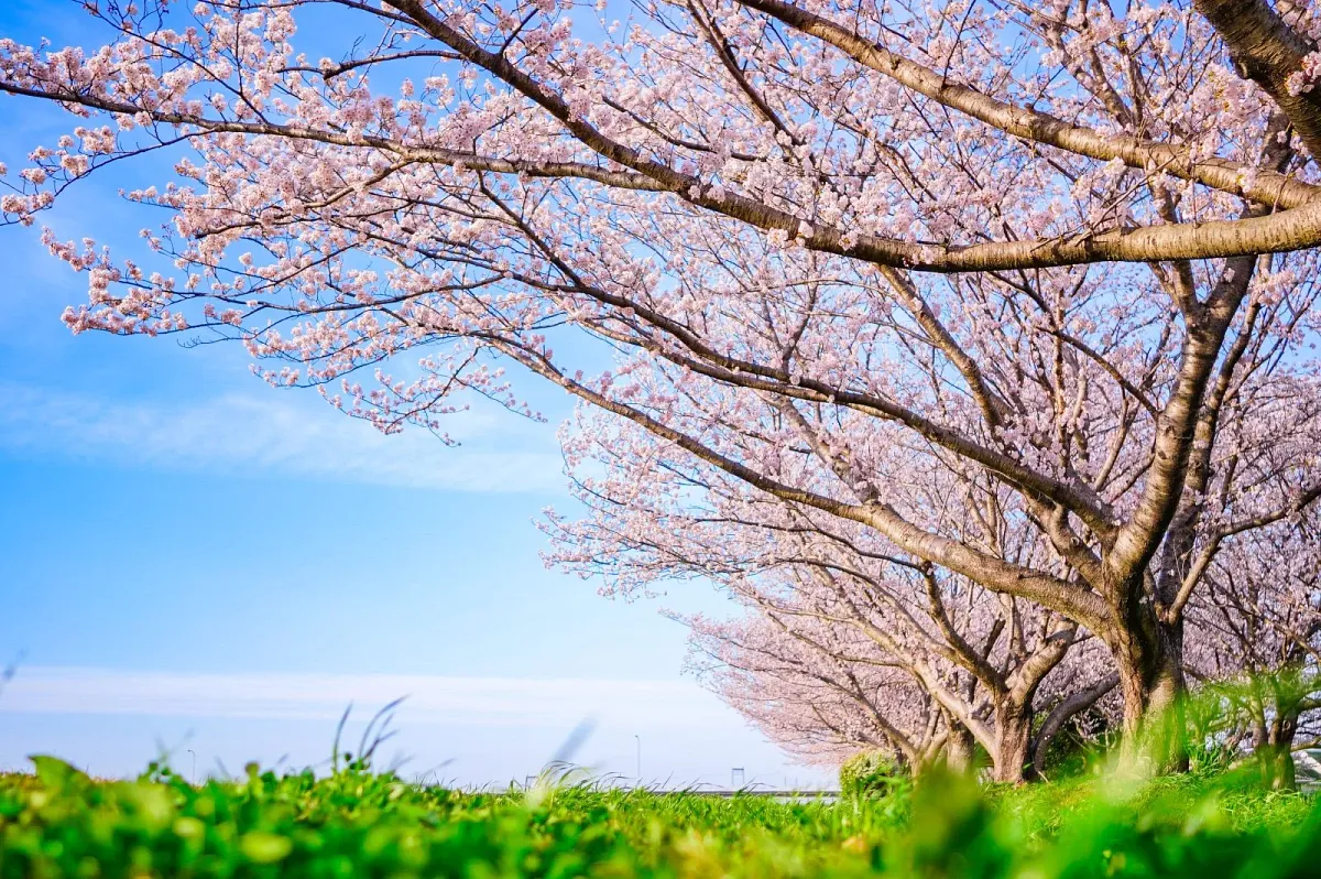 中村川桜づつみ公園