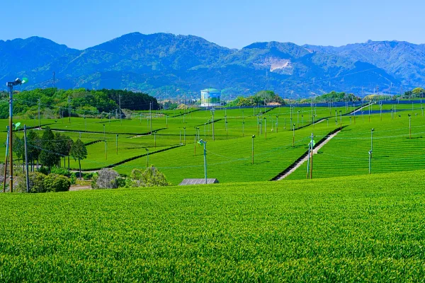 中の山パイロットの風景