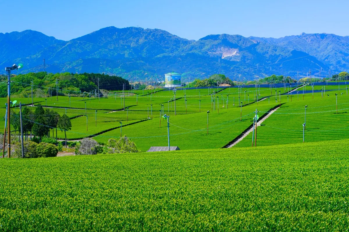 鈴鹿山脈と広大な茶畑を見渡せます