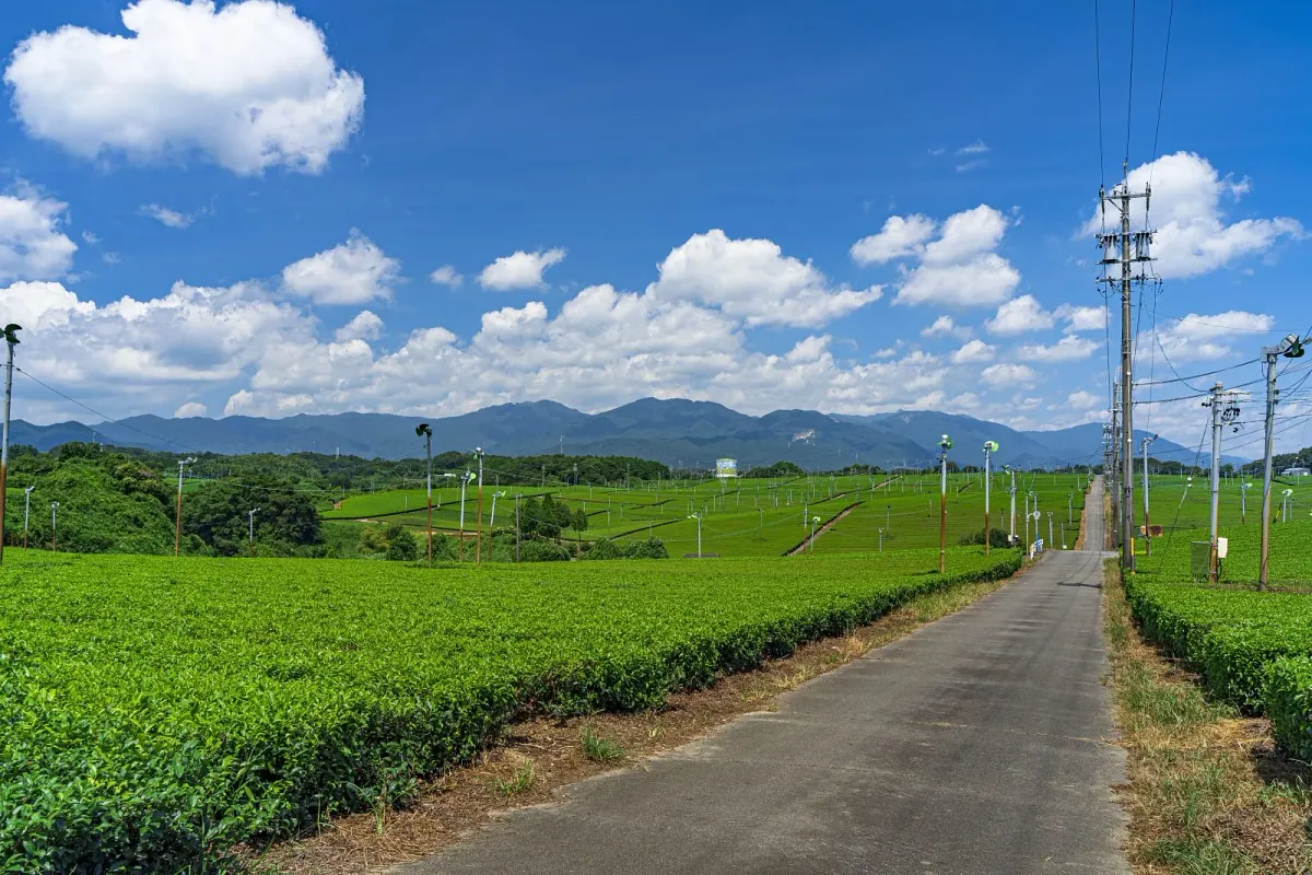 茶畑の間に車で散策できる通路があります