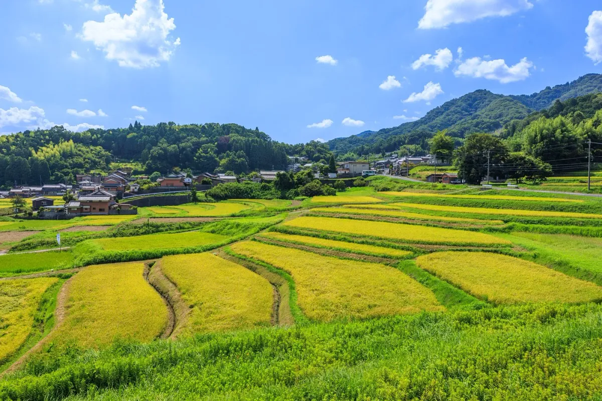 斜面に段々と続く西山の棚田