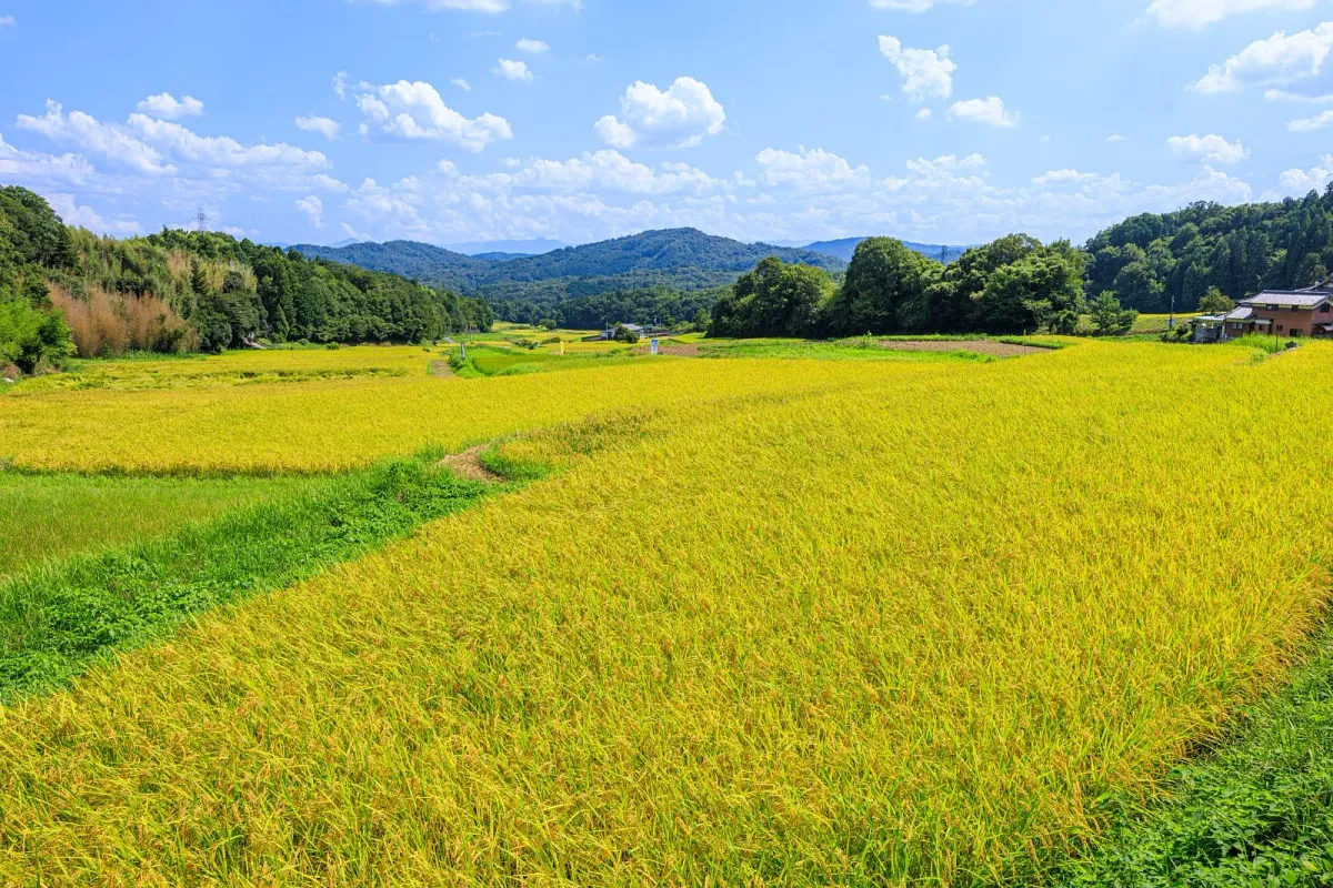 遊歩道から見渡す西山の棚田