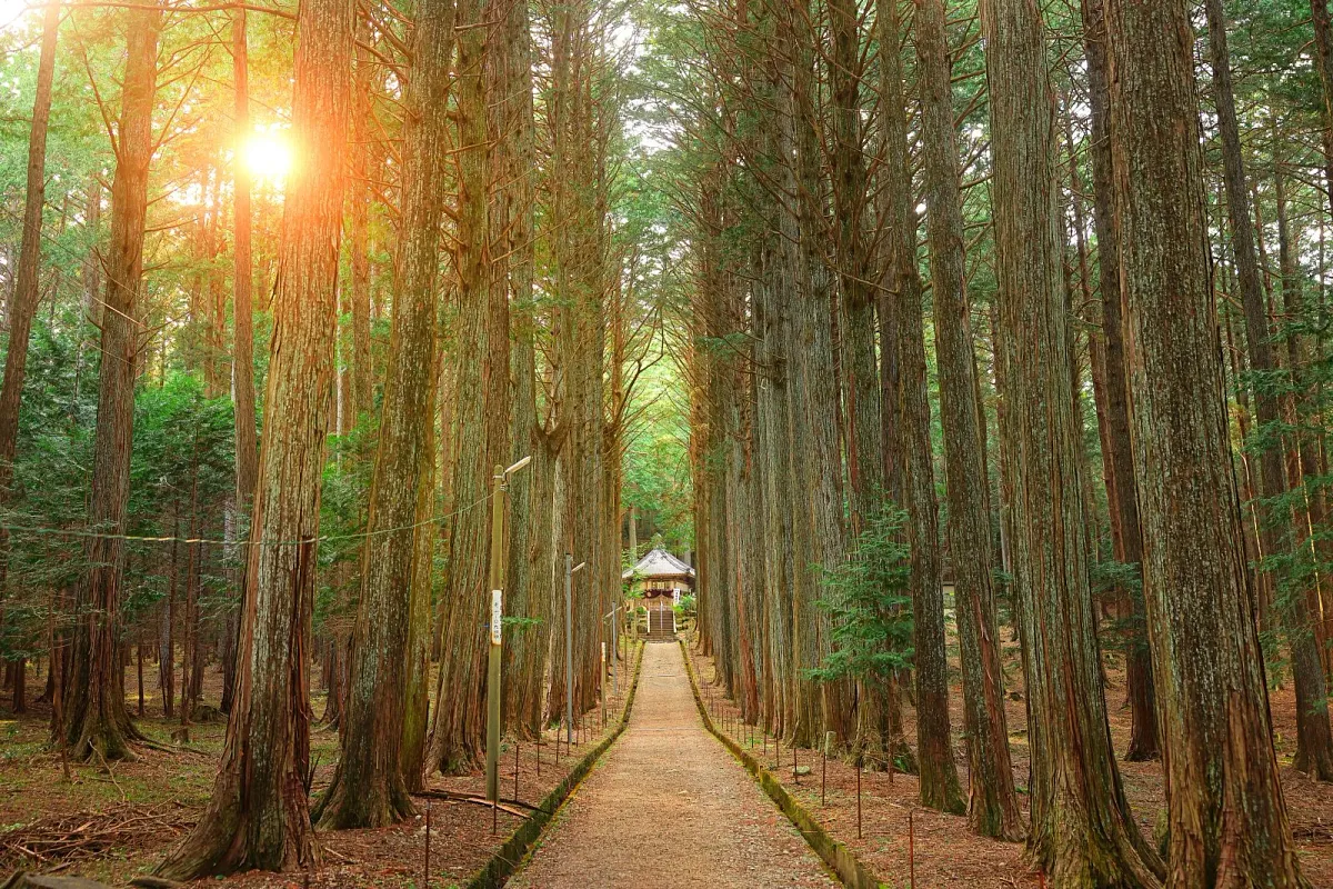 夕陽が差し込む参道