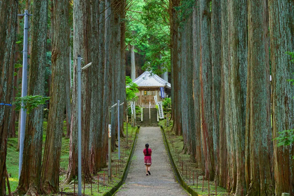 樹齢300年の大きな檜が立ち並ぶ参道