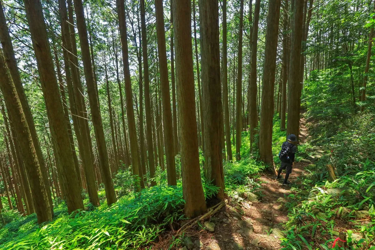 オハイへ向かう登山道