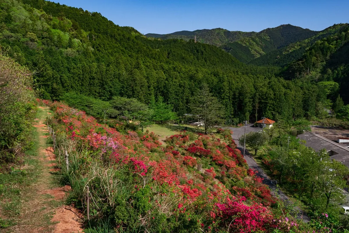大平つつじ山
