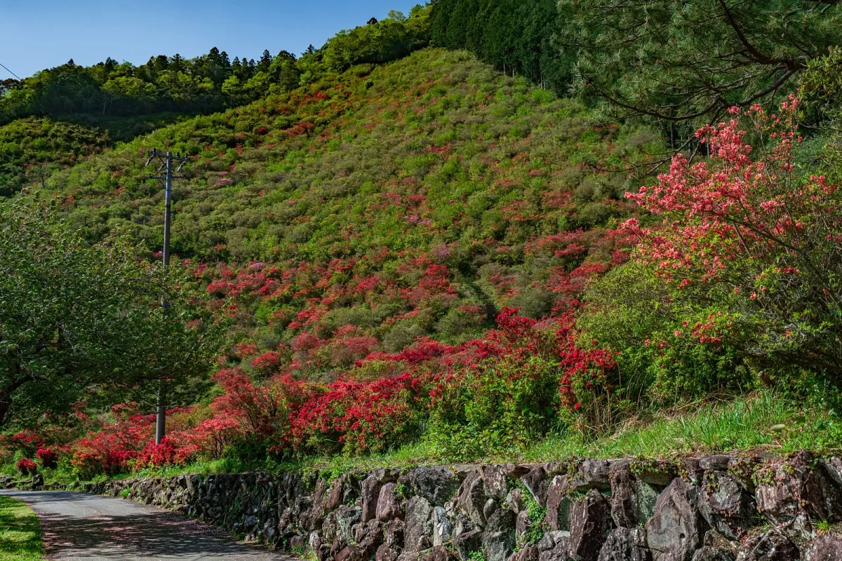 大平つつじ山