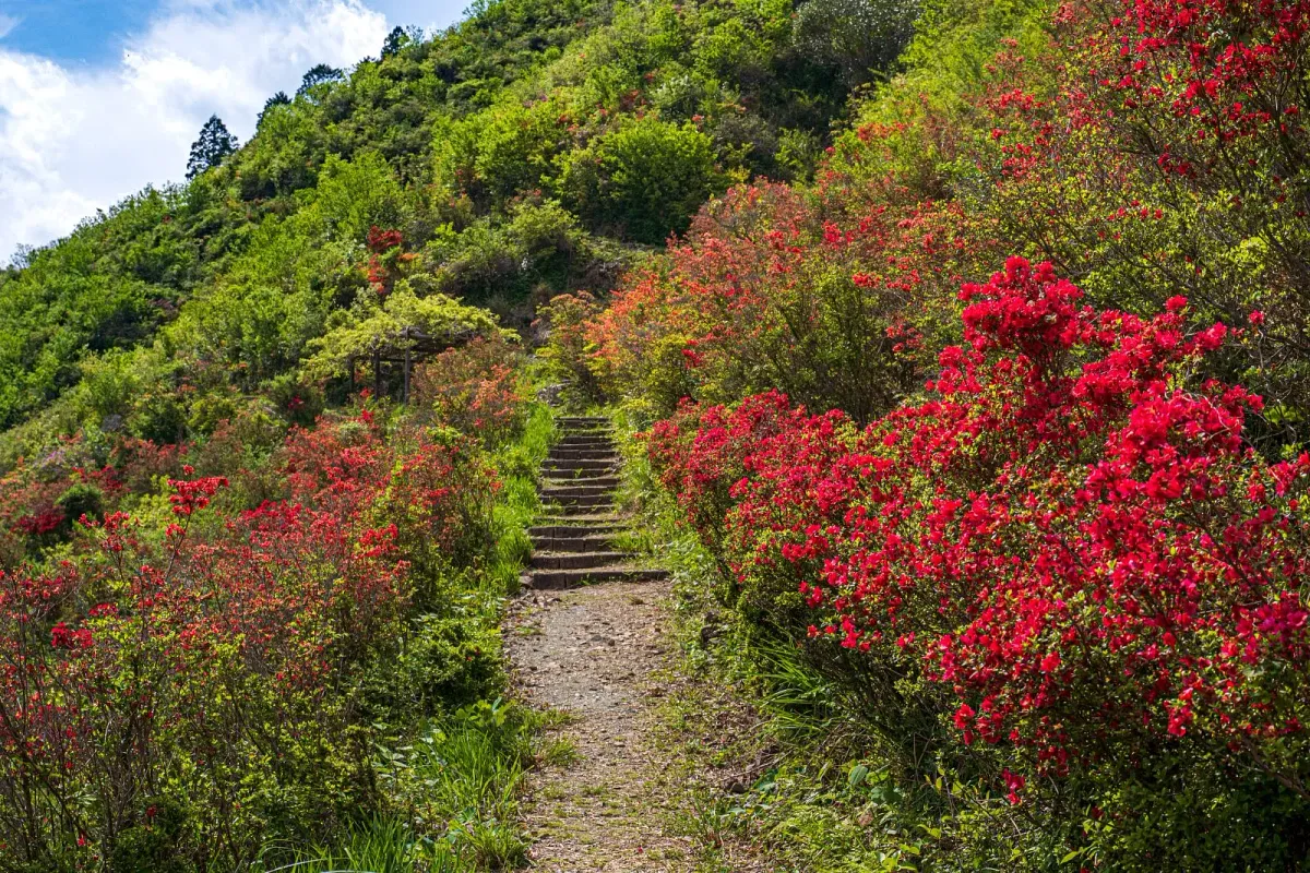 大平つつじ山