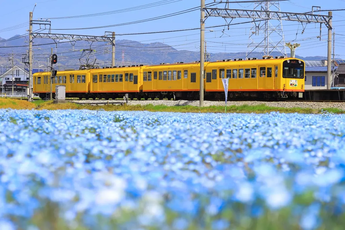 大泉駅近くのネモフィラ畑
