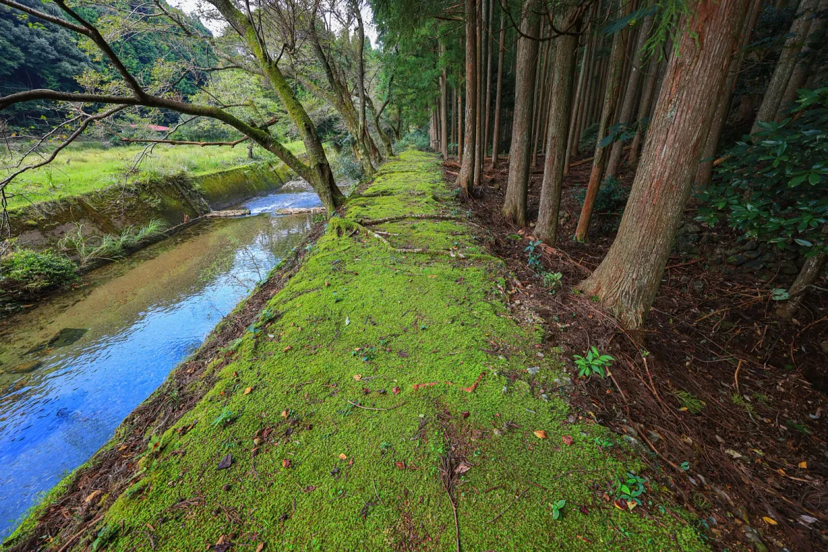 川と杉林に沿って続く押渕鬼ヶ城の散策路