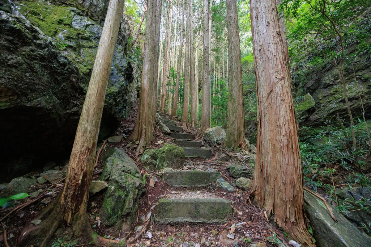 巨岩と杉木立の間を通る押渕鬼ヶ城の山道