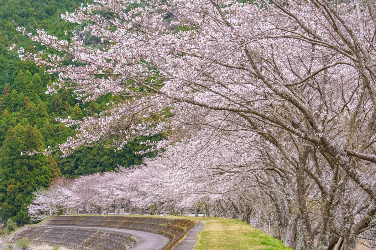 大内山川沿いの桜