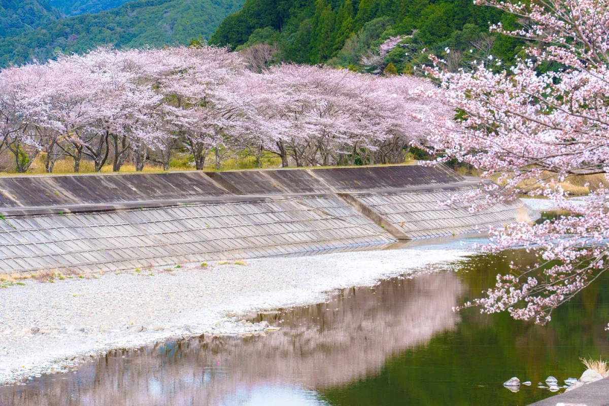 大内山川沿いの桜