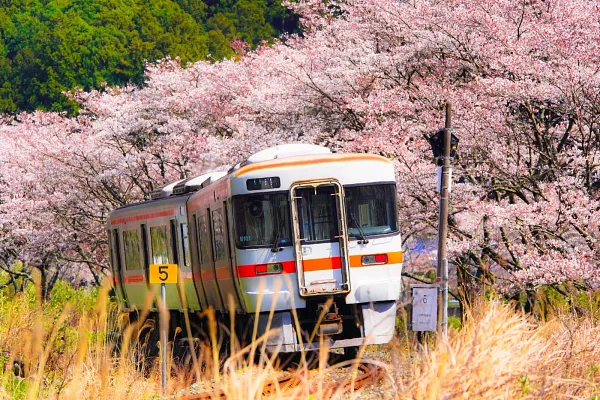 大内山川沿いの桜