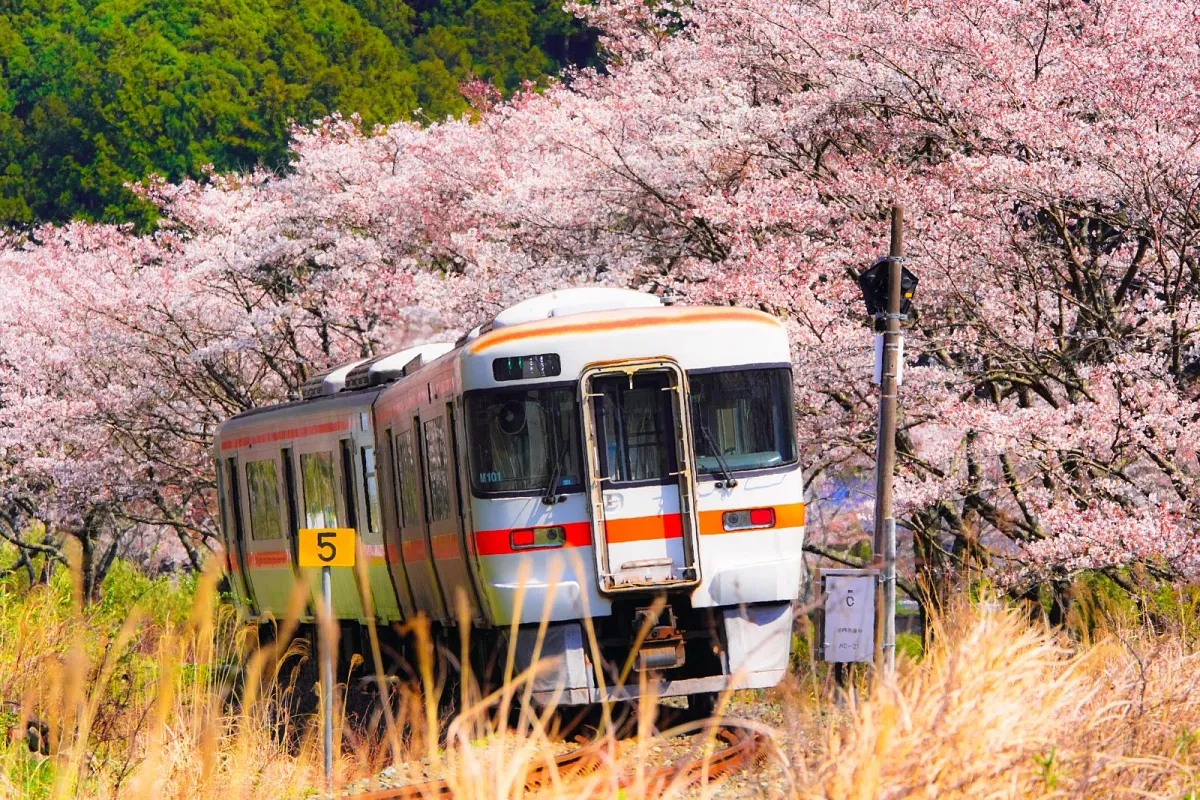 大内山川沿いの桜
