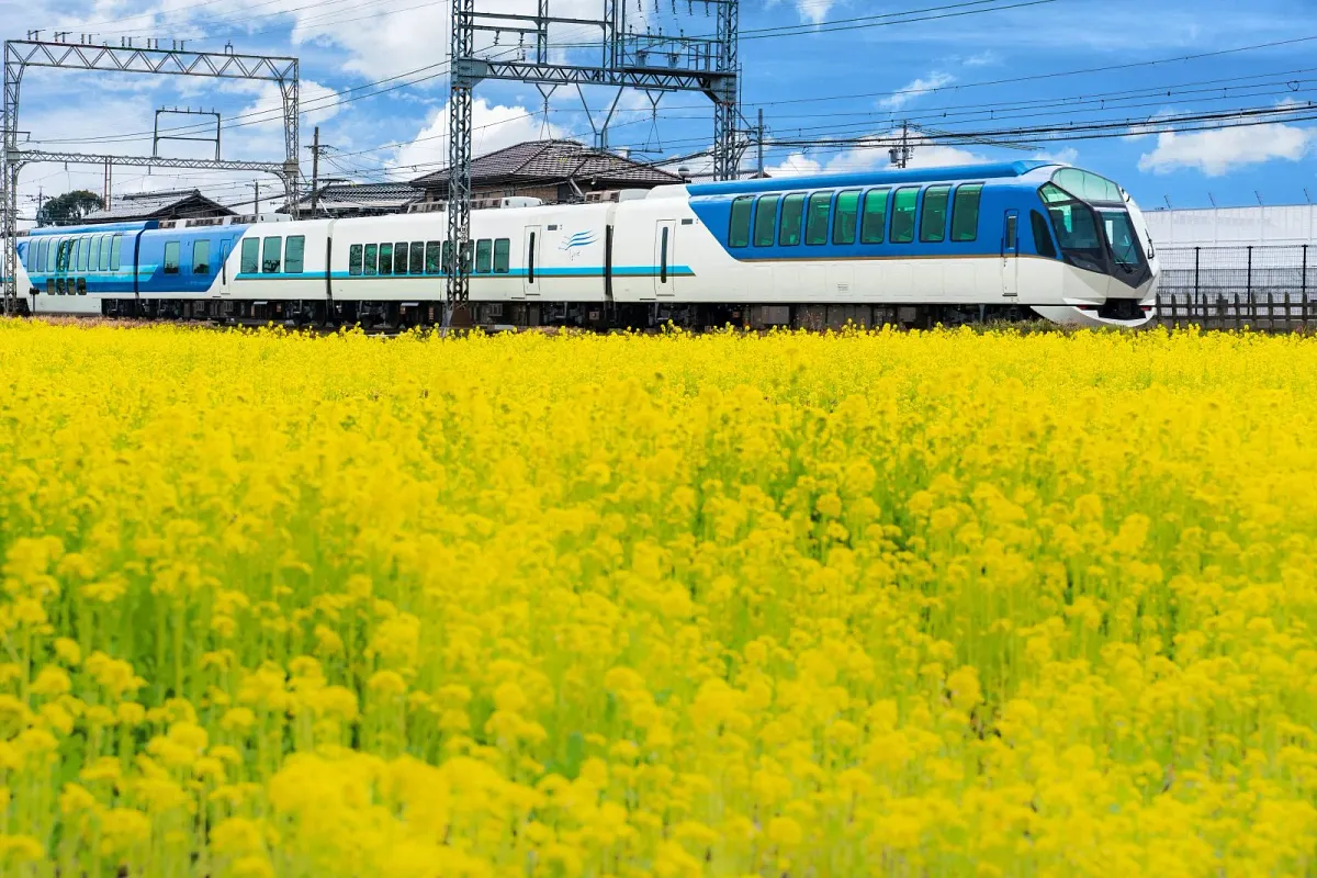 斎宮の菜の花畑