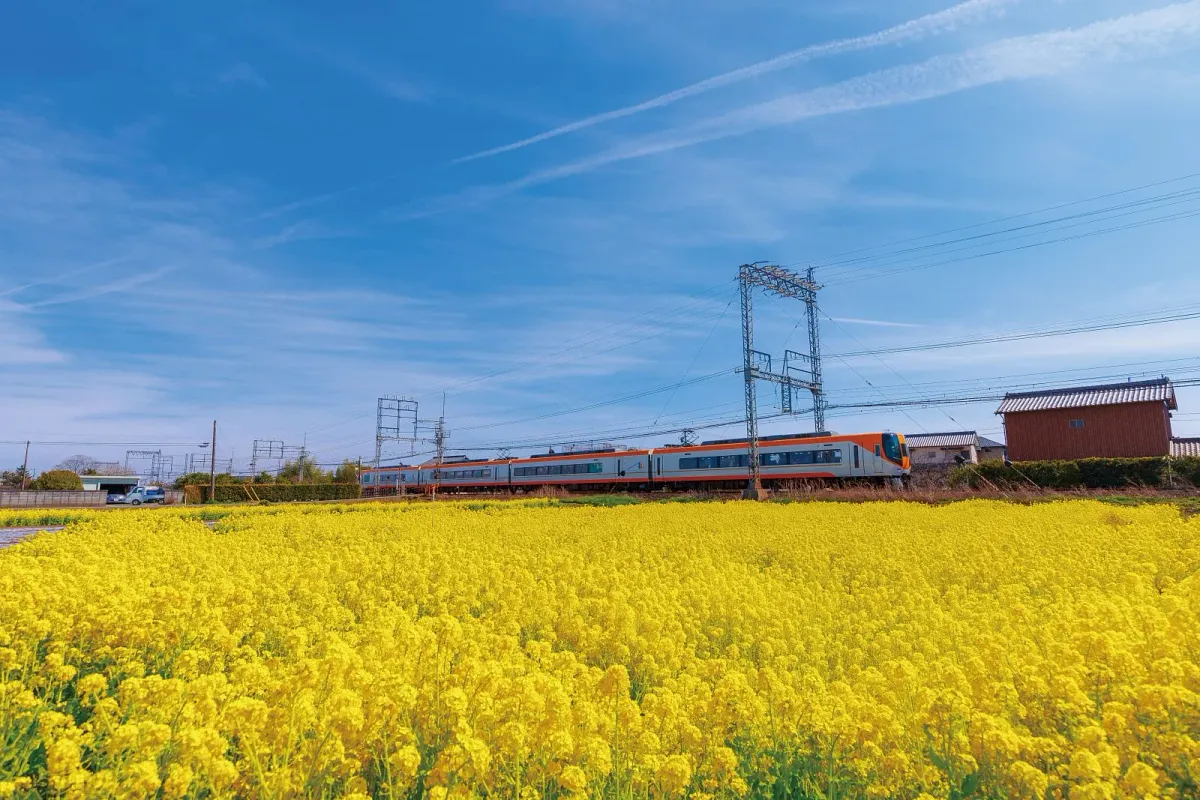 斎宮の菜の花畑