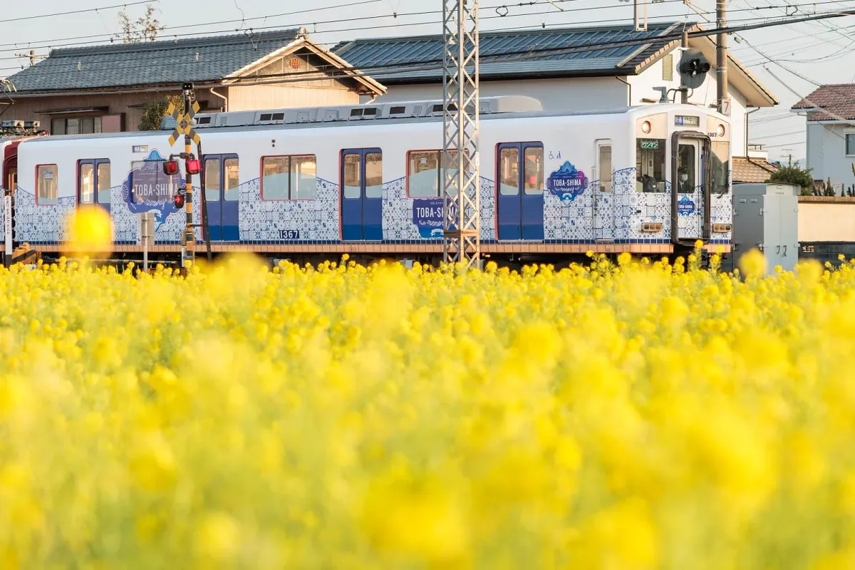 斎宮の菜の花畑