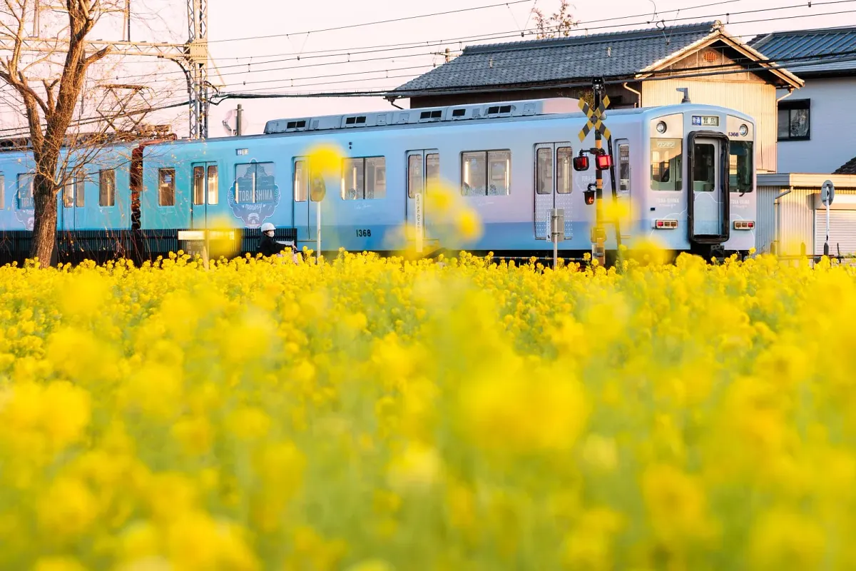 斎宮の菜の花畑