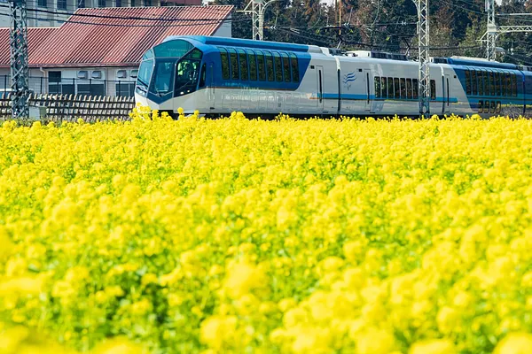斎宮の菜の花畑