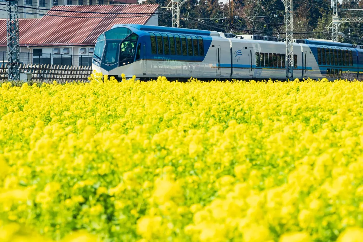 斎宮の菜の花畑