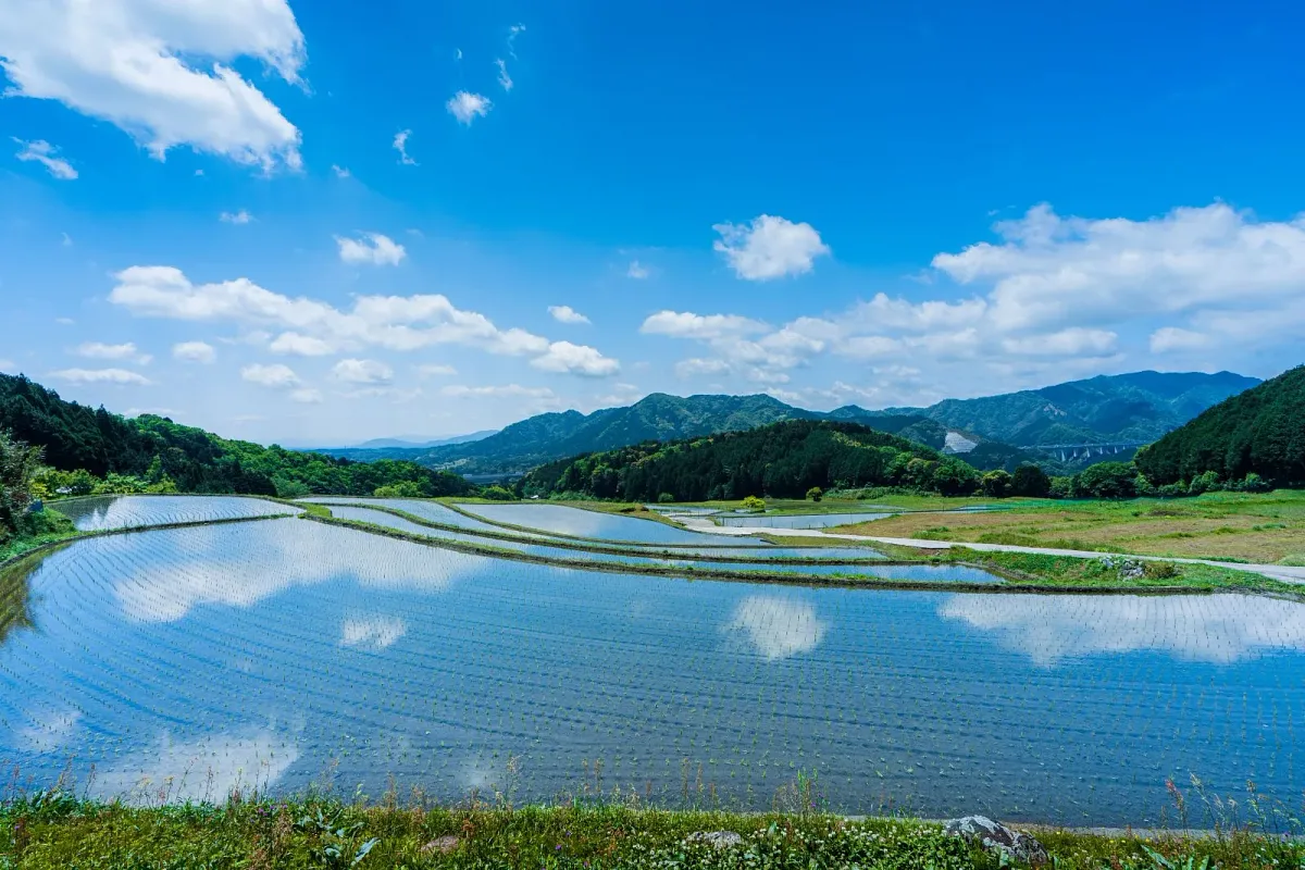 5月頃から田んぼが美しい水鏡になります