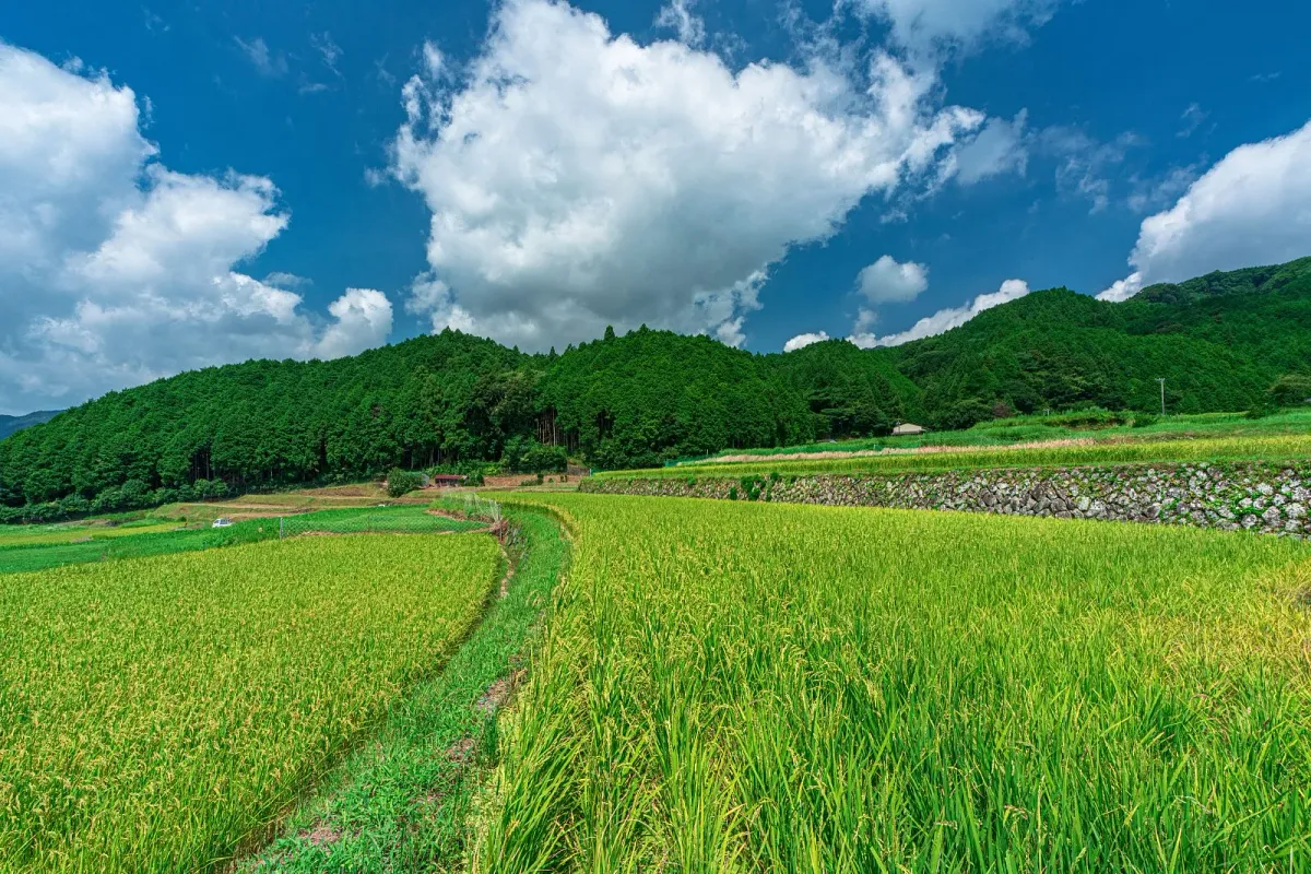 ８月には稲穂が緑に染まります