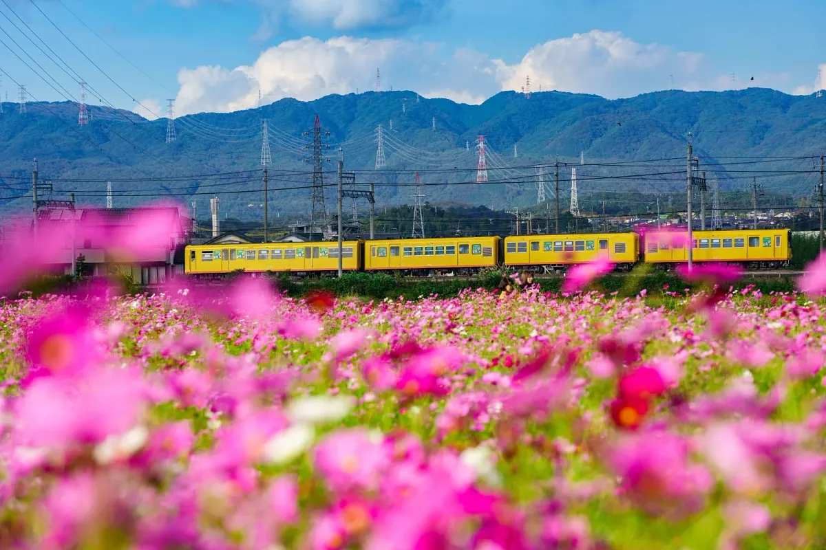 コスモスに包まれる三岐鉄道北勢線
