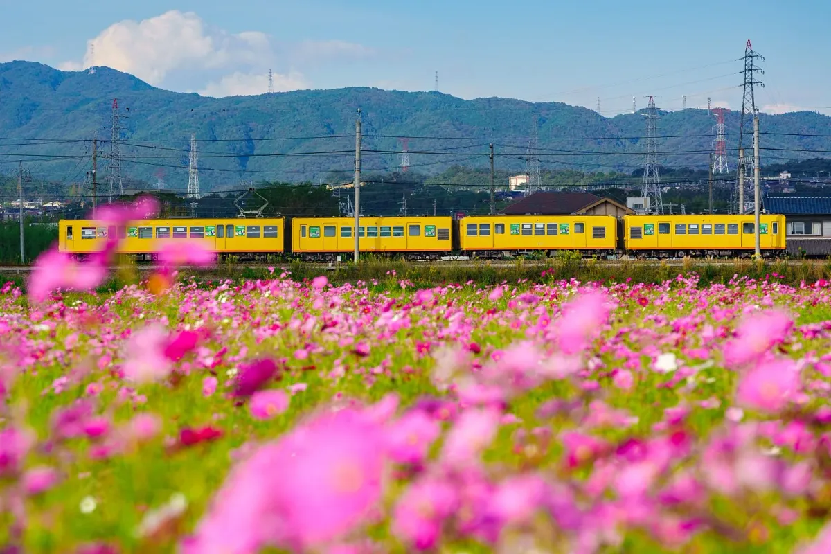 コスモス畑を走る三岐鉄道北勢線