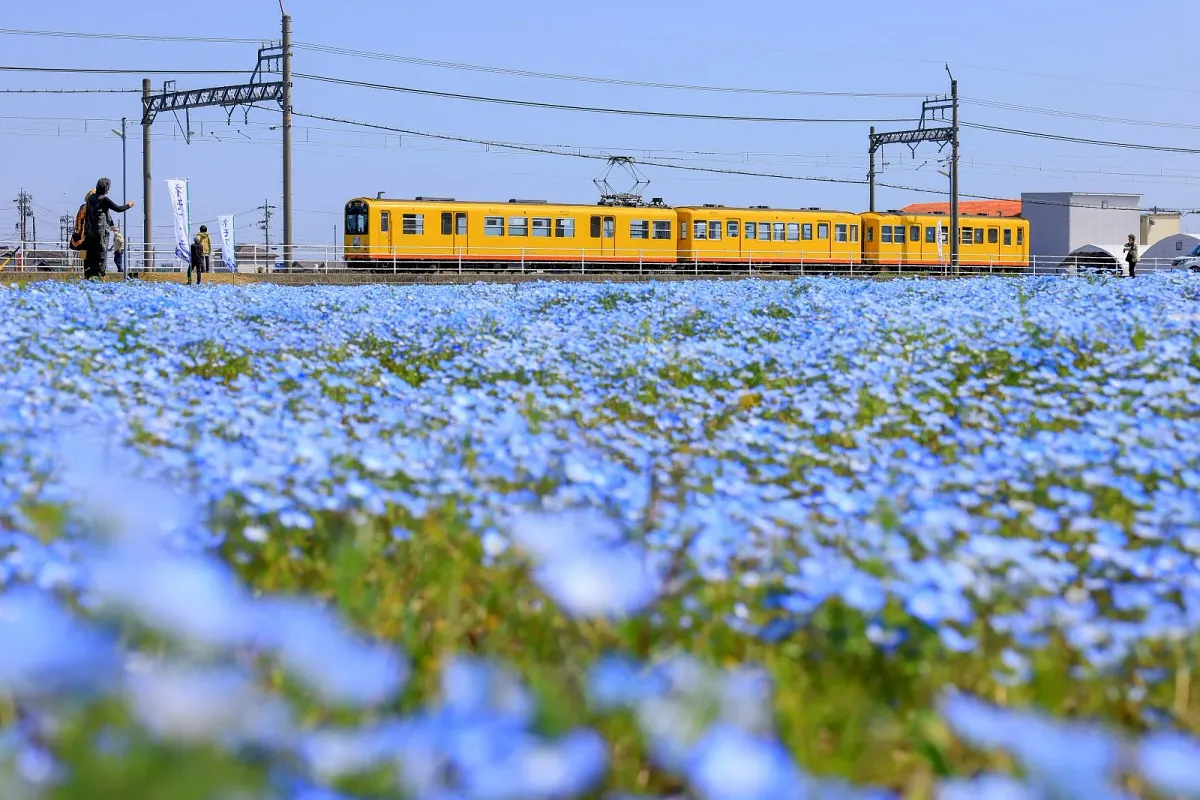 ネモフィラ畑と三岐鉄道北勢線