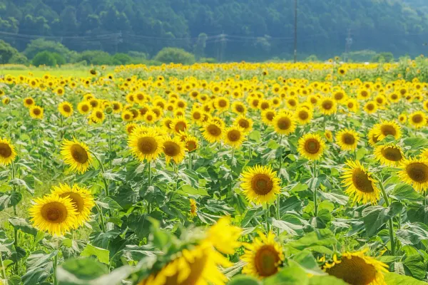 関町のひまわり畑