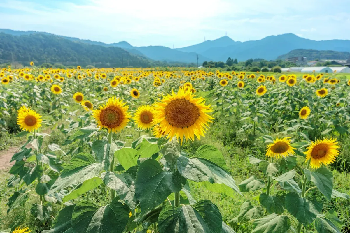 背景には山々が広がるので、田舎ならではの景観も魅力です