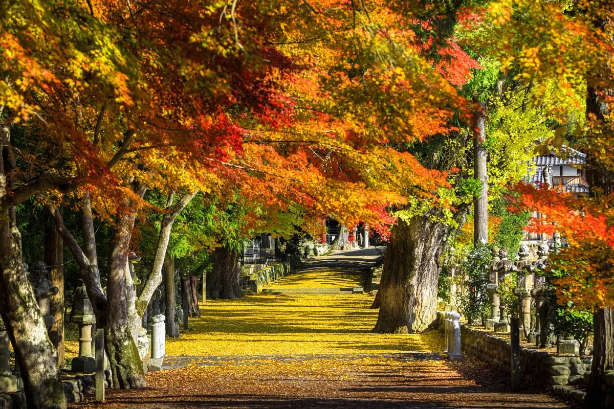 紅葉と落ち葉に包まれる積田神社