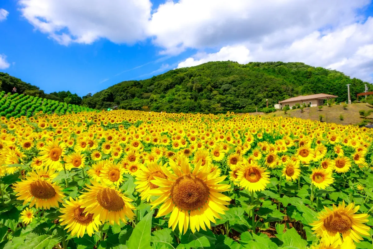 斜面に広がる圧巻のひまわり畑