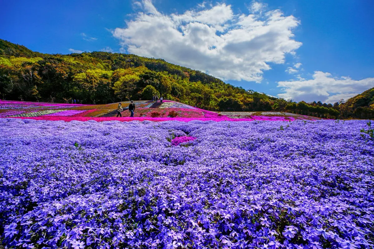 彩り豊かな芝桜
