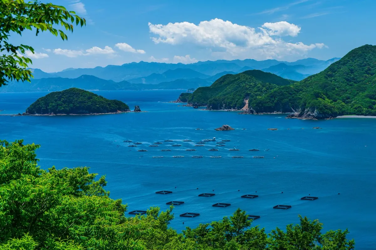 青い錦湾