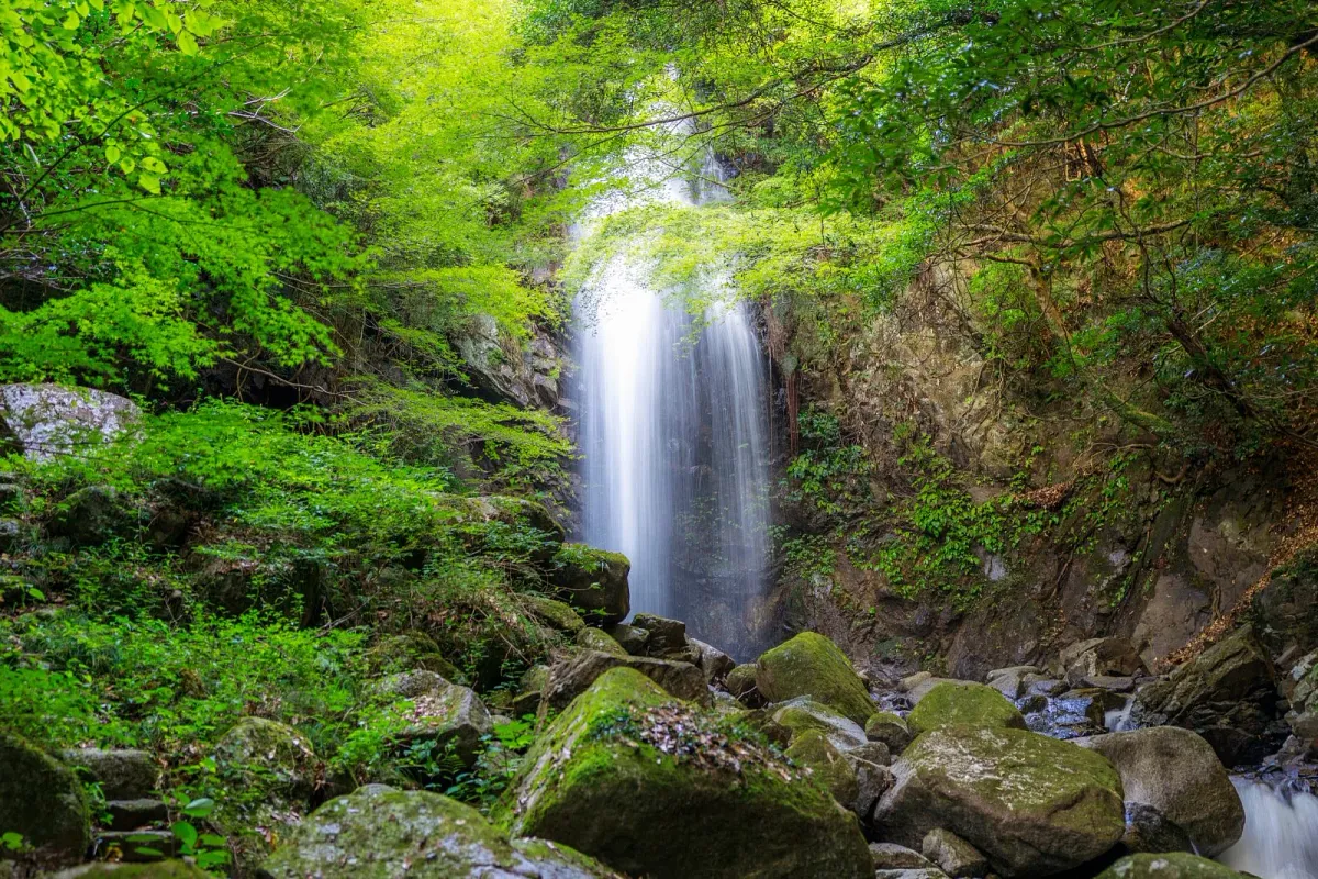 白藤滝