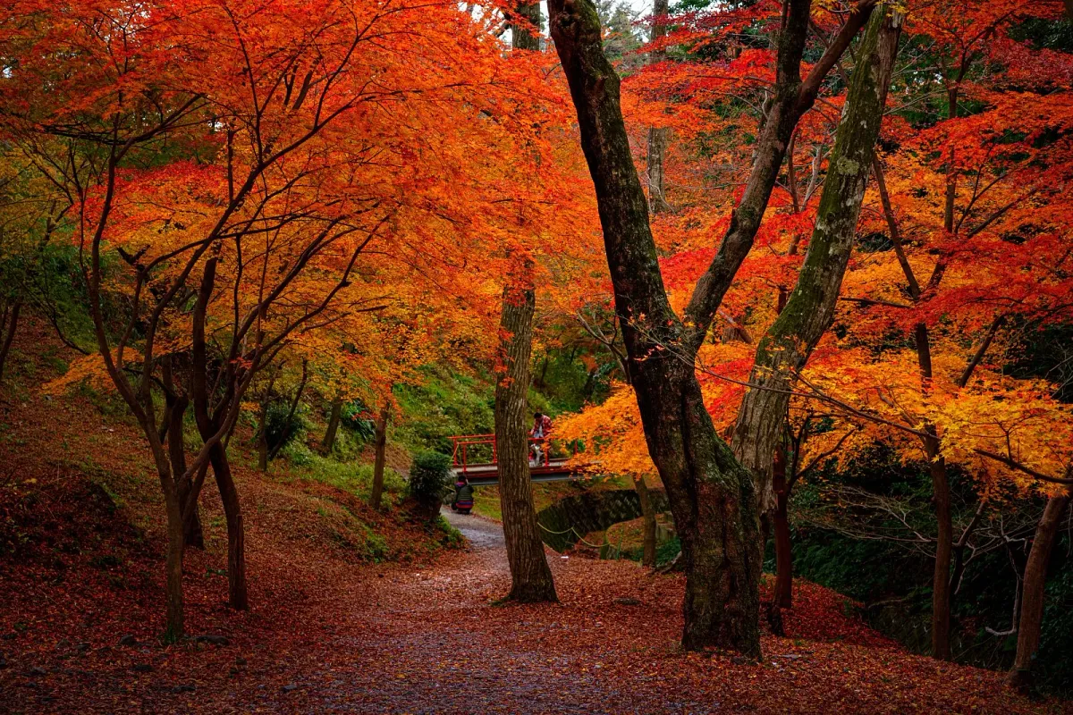 谷底は緩やかな斜面に紅葉が広がります
