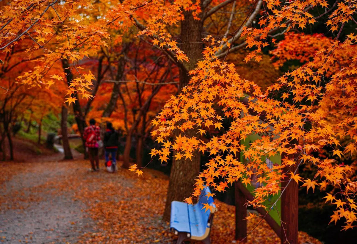 谷底には紅葉が密集します