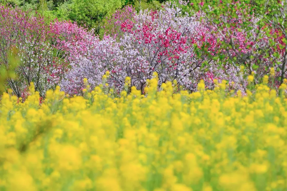 サンアリーナ花の広場の色とりどりの花