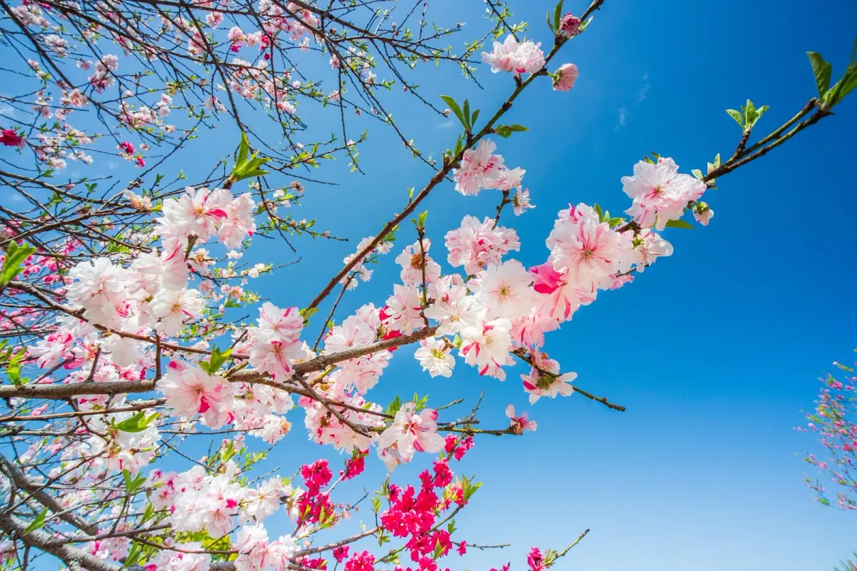 サンアリーナ花の広場の広大な花畑
