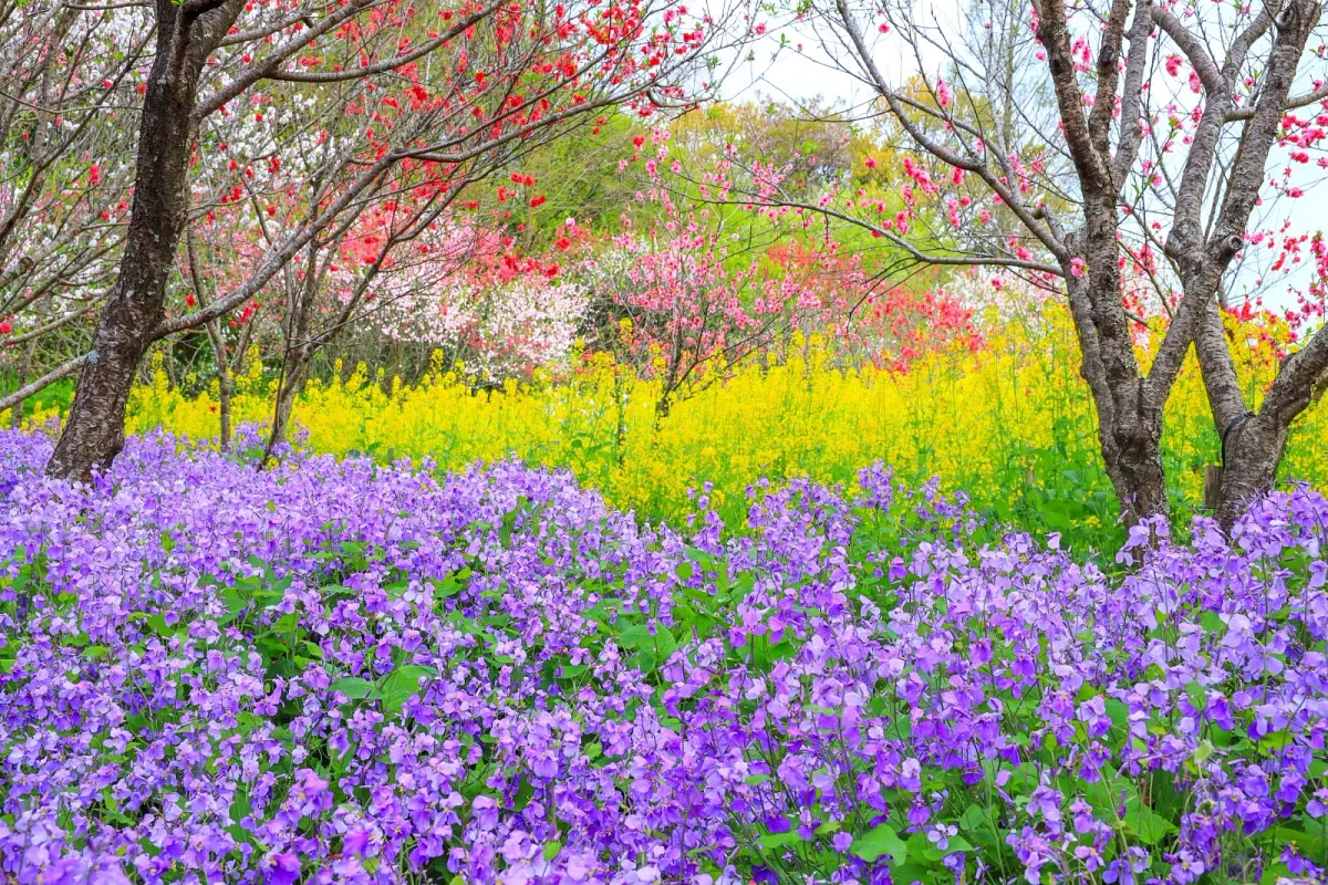 サンアリーナ花の広場の季節の花