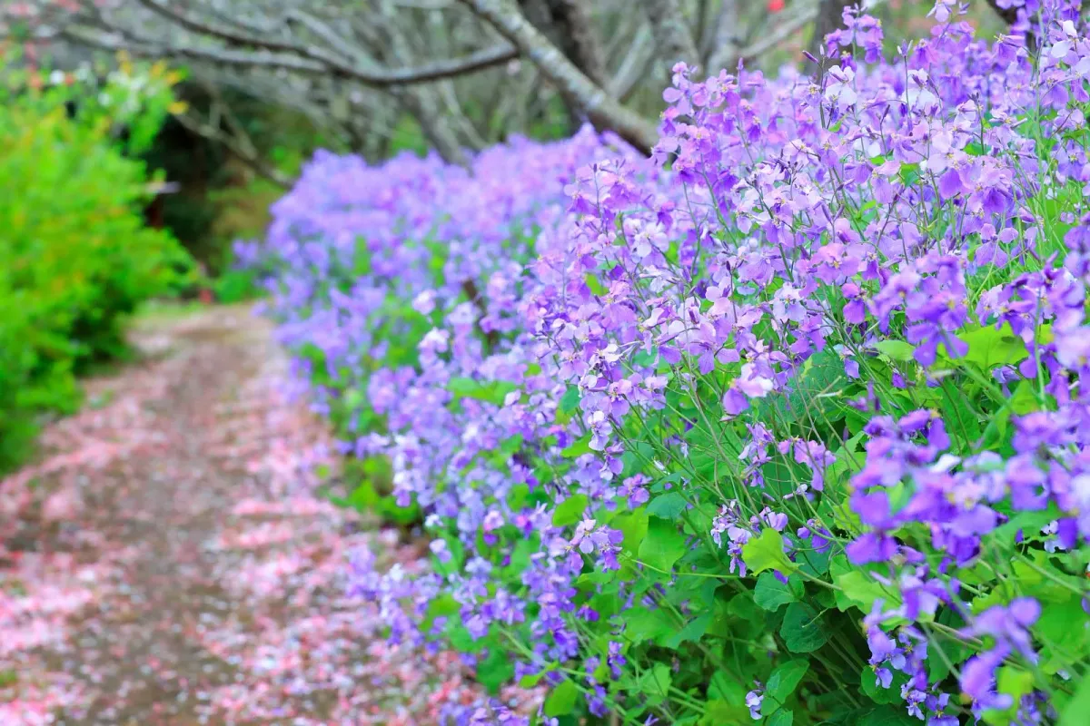 サンアリーナ花の広場と青空