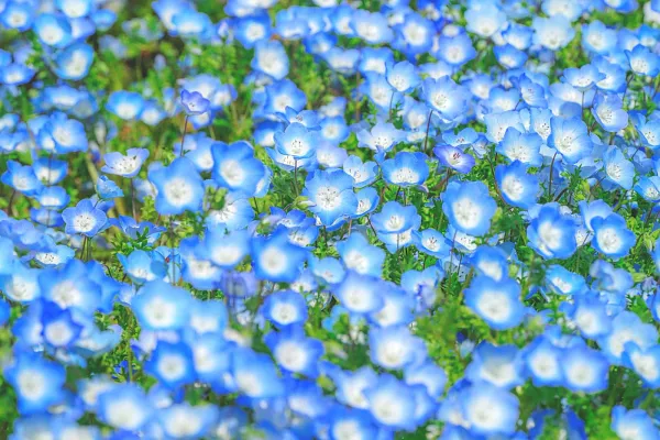 三重県営サンアリーナ 花の広場