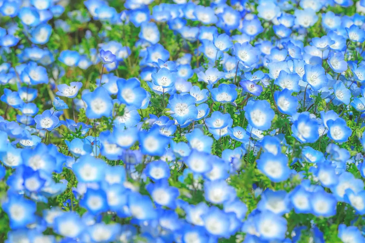 三重県営サンアリーナ 花の広場