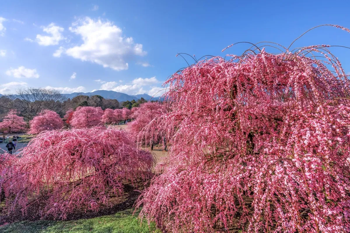鈴鹿の森庭園