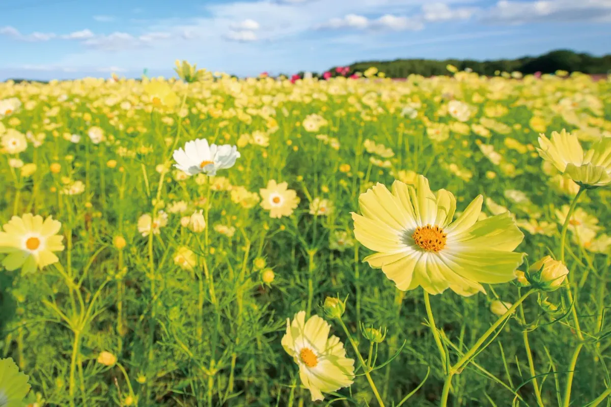 三重県内では珍しい黄色のコスモスが見られます