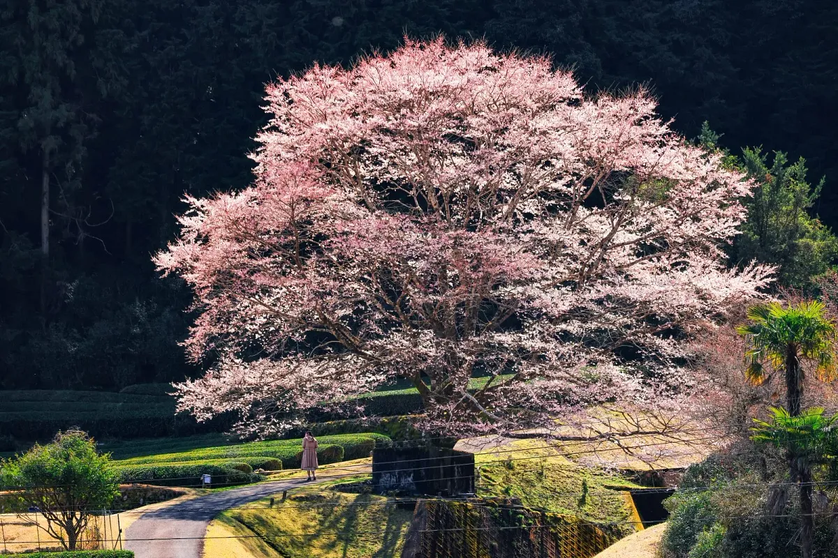 竹原の淡墨桜（薄墨桜）